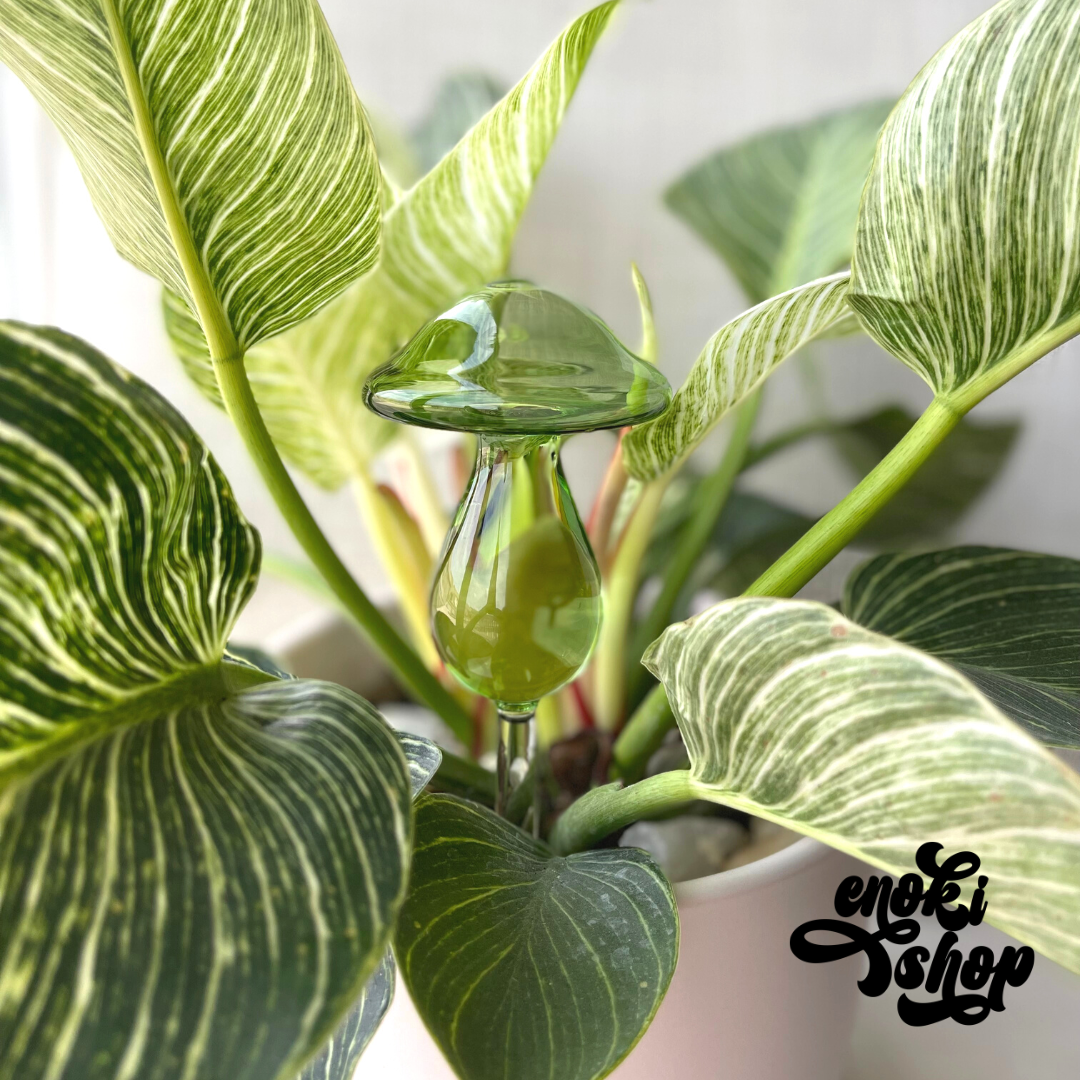 Watering globe mushroom for plants