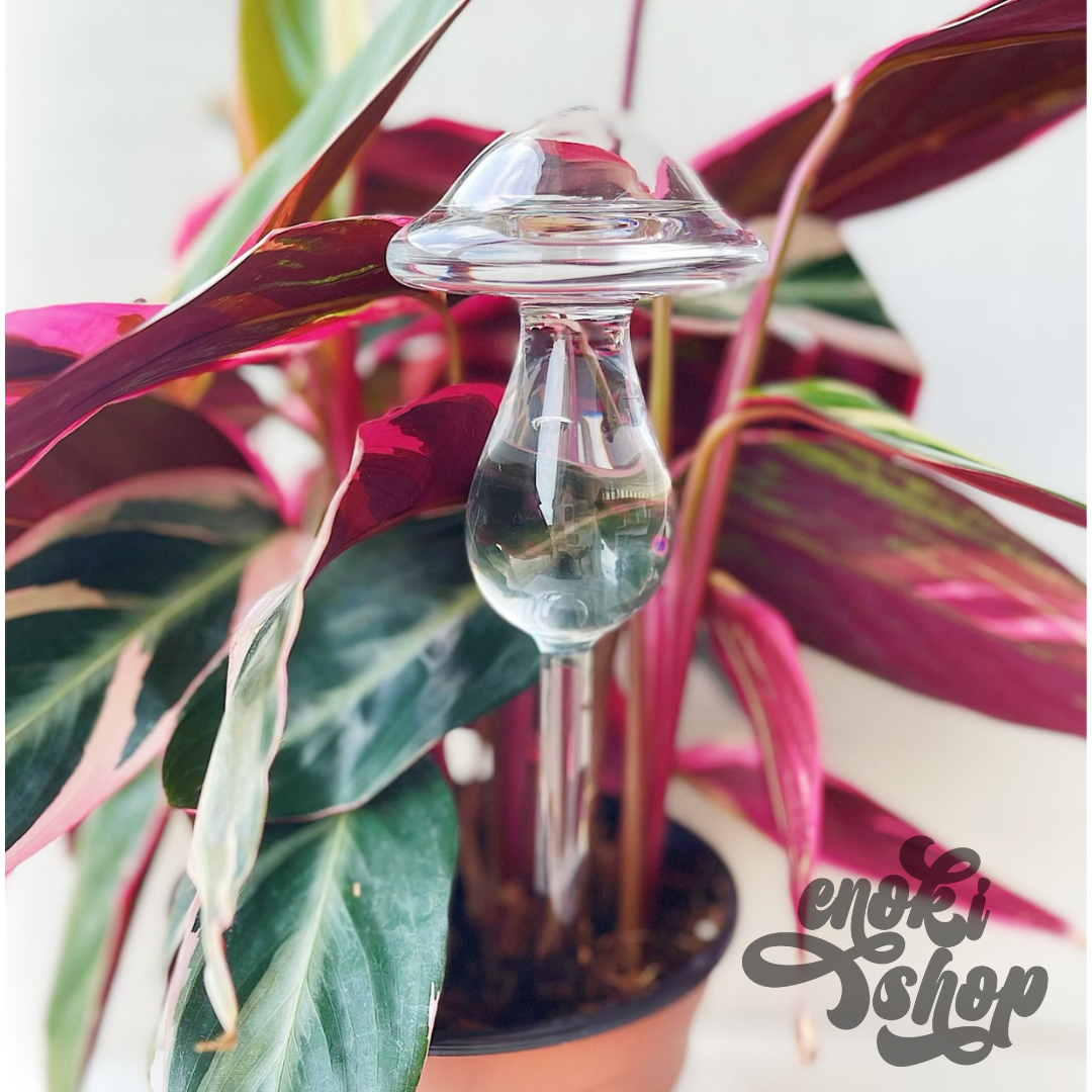 Watering globe mushroom for plants