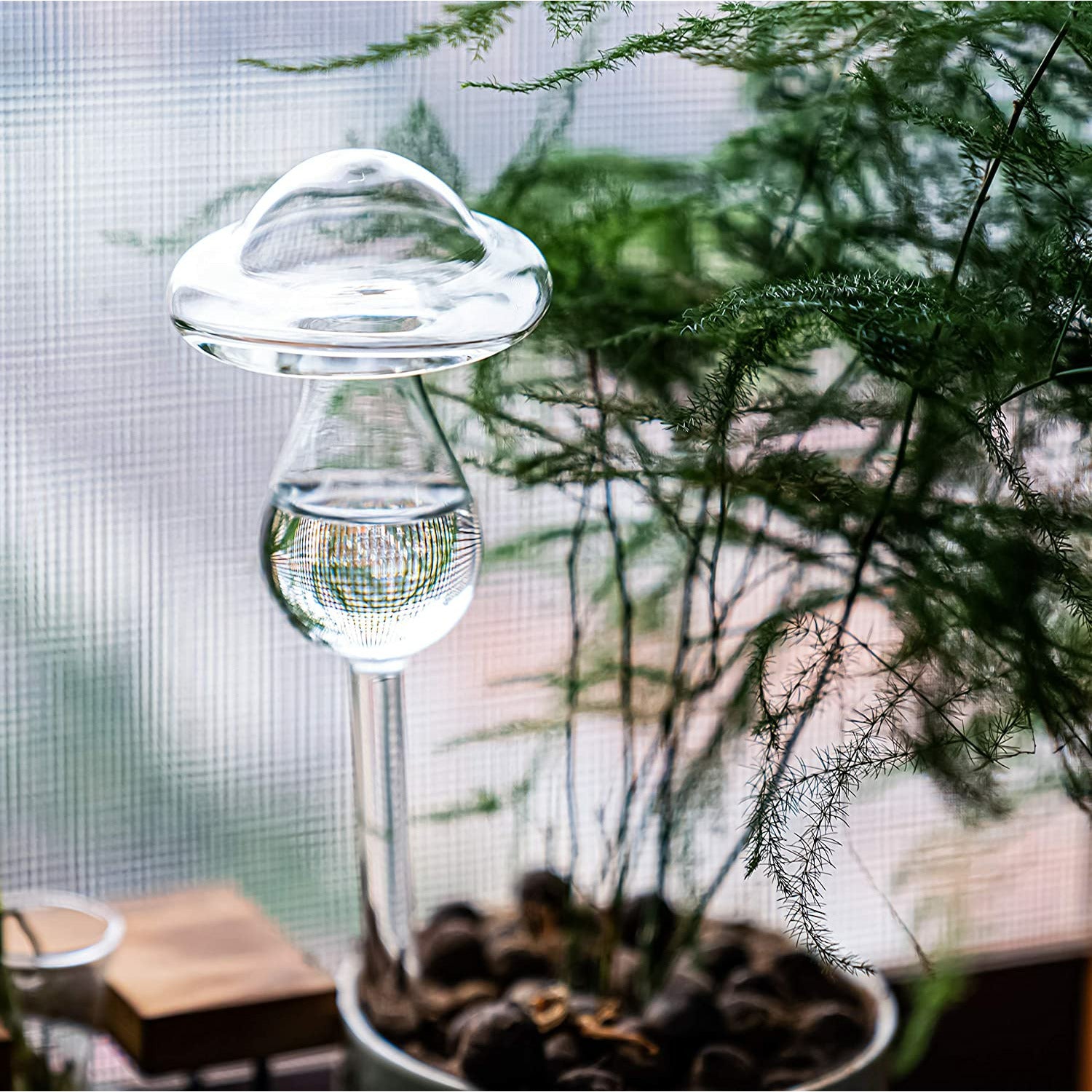Watering globe mushroom for plants