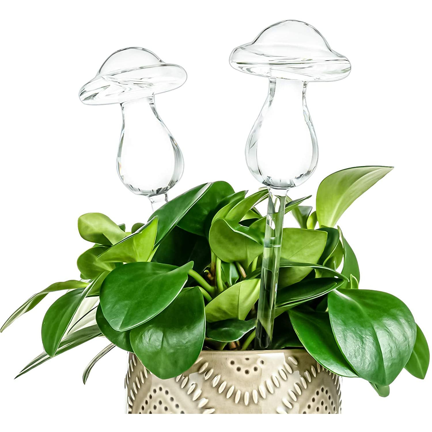 Watering Globe Mushroom - Plant care | Enoki Shop